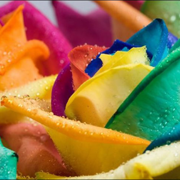 One Rainbow Rose for Dreams 2Wk. Advanced Order in Brentwood Bay, BC | PETALS N BUDS BRENTWOOD BAY FLORIST One Rainbow Rose for Dreams 2Wk. Advanced Order in Brentwood Bay, BC | PETALS N BUDS BRENTWOOD BAY FLORIST