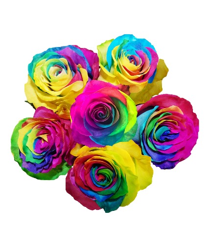 Rainbow Roses  Roses 