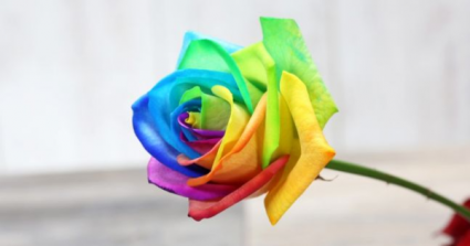 Rainbow Roses Wrapped