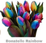 Rainbow Tulips Vase