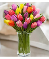 Rainbow Tulips + FREE PLUSH Vased Arrangement of Assorted Tulips