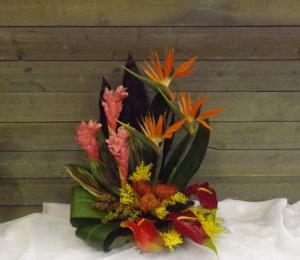 Rainforest Tropical