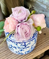 RANUNCULUS  Daily Special 