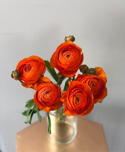 Ranunculus Premium Blooms