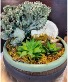Coastal Cactus Garden with Rare Coral Cacti 
