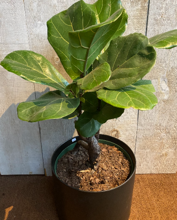 Rare Fiddle Leaf Ficus Bonsai plant 10 inch diameter