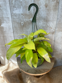 *Rare* Lemon Lime Philodendron Plant in Hanging Basket