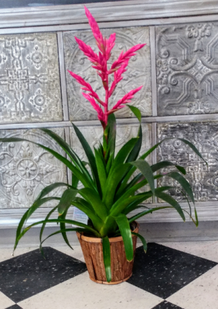 Rare Pink Bromiliad!! Live Plant