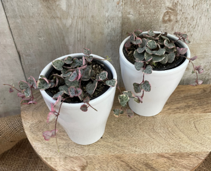 *Rare* Variegated String of Hearts Plant