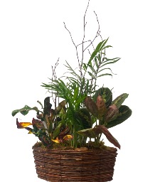 Rattan Basket Plant Garden Plant Garden