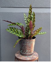 Rattlesnack Plant In a metal container 2 Available in Store Now
