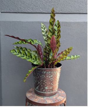 Rattlesnack Plant In a metal container 2 Available in Store Now