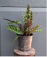 Rattlesnake Plant In a metal container 1 left!