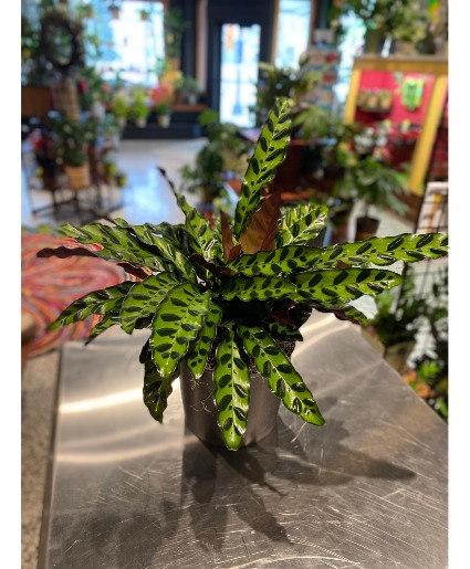 Rattlesnake Calathea Non Toxic Plant
