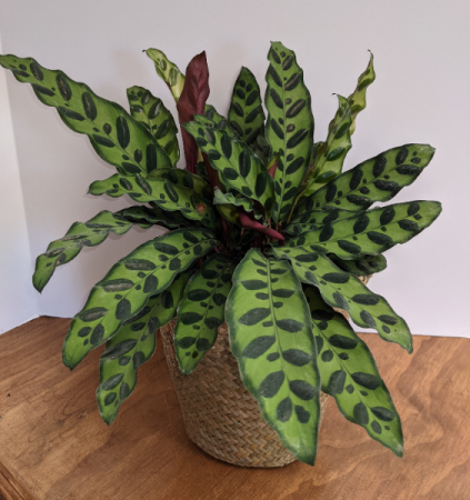 Rattlesnake Plant House Plant (Calathea lancifolia)