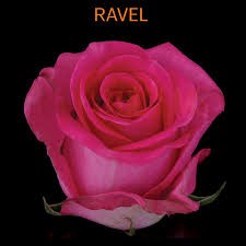 Ravel Hot Pink 