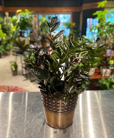 Raven ZZ Bronze Tin Designer Plant in South Milwaukee, WI | PARKWAY FLORAL INC.