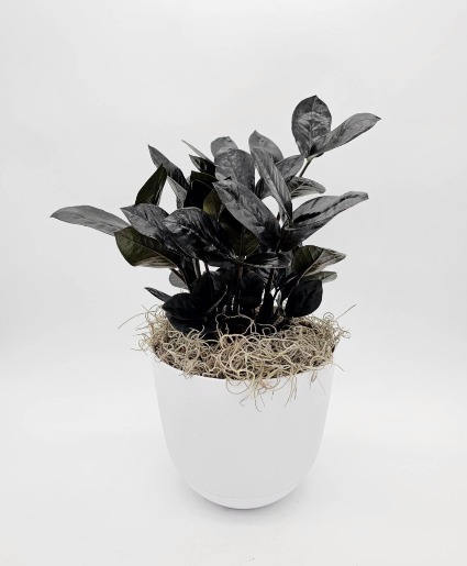 Raven ZZ - Zamioculcas Zamiifolia Plant