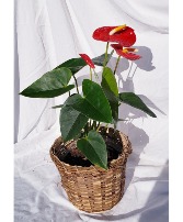 Ravishing Anthurium Indoor Tropical Plant