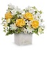 Ray of Sunshine  Cube arrangement 