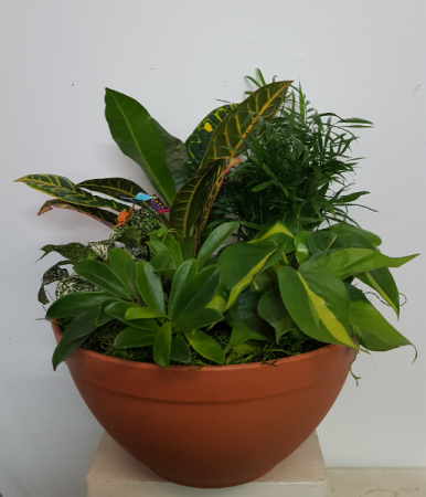 Real plants in pot with little butterflies planter