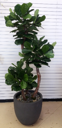  Realistic Fiddle leaf figTree  Commercial 
