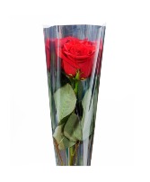 Recital Sleeved Rose Wrapped