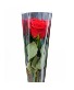 Recital Sleeved Rose Wrapped