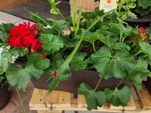 Rectangular Planter Box Red geranium, spike and vines
