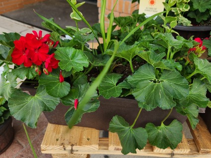 Rectangular Planter Box Red geranium, spike and vines