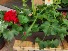 Rectangular Planter Box Red geranium, spike and vines
