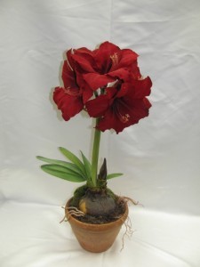 Red Amaryllis Blooming Plant