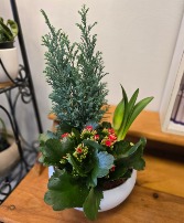 Red Amaryllis Planter 