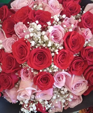 red and pink roses 