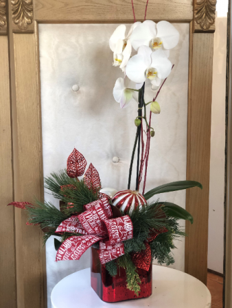 Red and White Candy Cane  Orchid Plant 