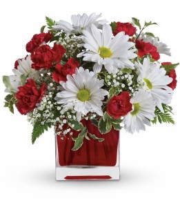 Red and White Delight HEV272A