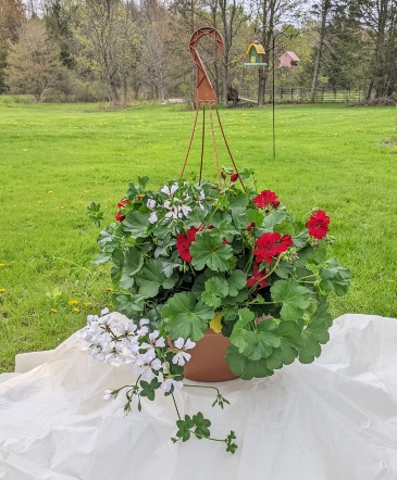 Red and White Geranium Hanging Basket in Ballston Spa, NY | Briarwood Flower & Gift Shoppe