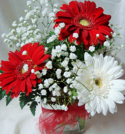 Red and White Gerbera Daisies with baby's breath in Cube Vase.