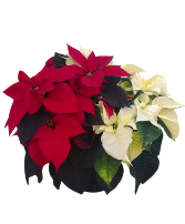 Red and White Poinsettia Blooming Plant