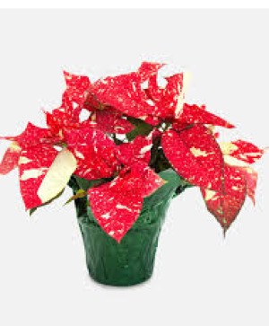 Red and White Poinsettia plant
