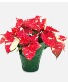Red and White Poinsettia plant