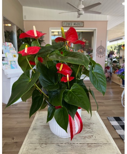 Red Anthurium 