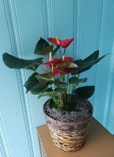 Red Anthurium 8" Pot PLANTS