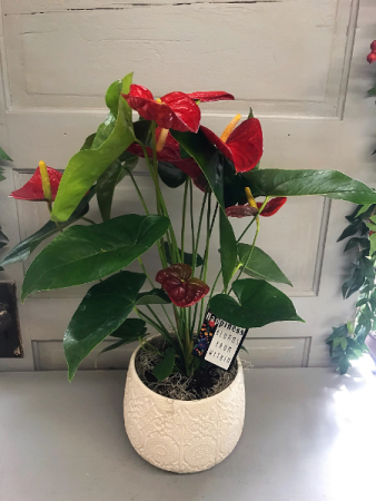 Red Anthurium Blooming Plant