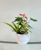 Red Anthurium  Dish Garden