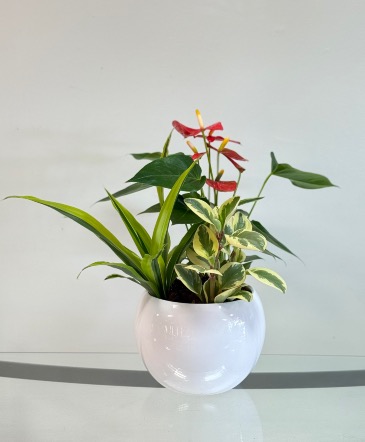 Red Anthurium  Dish Garden  in Newmarket, ON | FLOWERS 'N THINGS FLOWER & GIFT SHOP Red Anthurium  Dish Garden  in Newmarket, ON | FLOWERS 'N THINGS FLOWER & GIFT SHOP