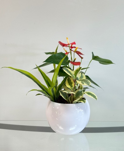 Red Anthurium  Dish Garden