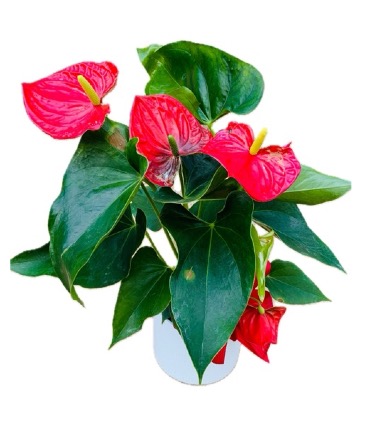 Red Anthurium  Houseplant  in Coleman, WI | COLEMAN FLORAL & GREENHOUSES