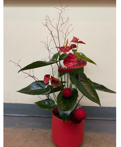Red Anthurium  Planter Indoor Blooming Plant