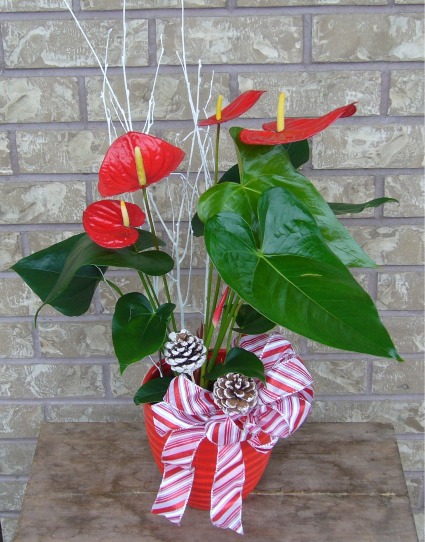 RED ANTHURIUM Indoor Blooming Plant